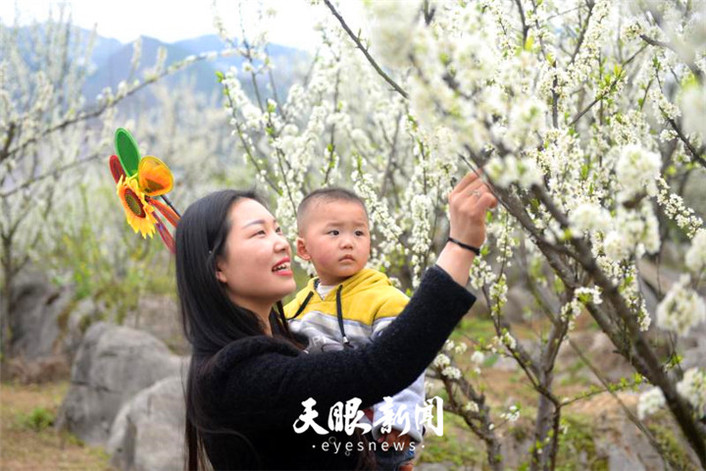 （旅游）沿河万亩李花怒放如雪