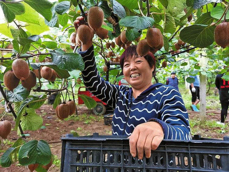 渭南市临渭区脱贫户雷玉蝶：“猕猴桃圆我小康梦”