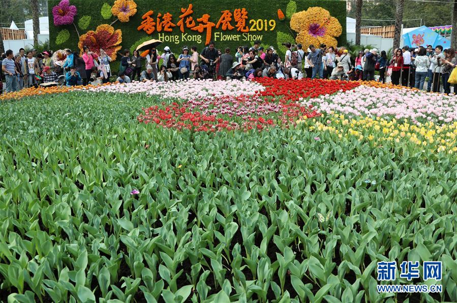 香港：鲜花醉游人