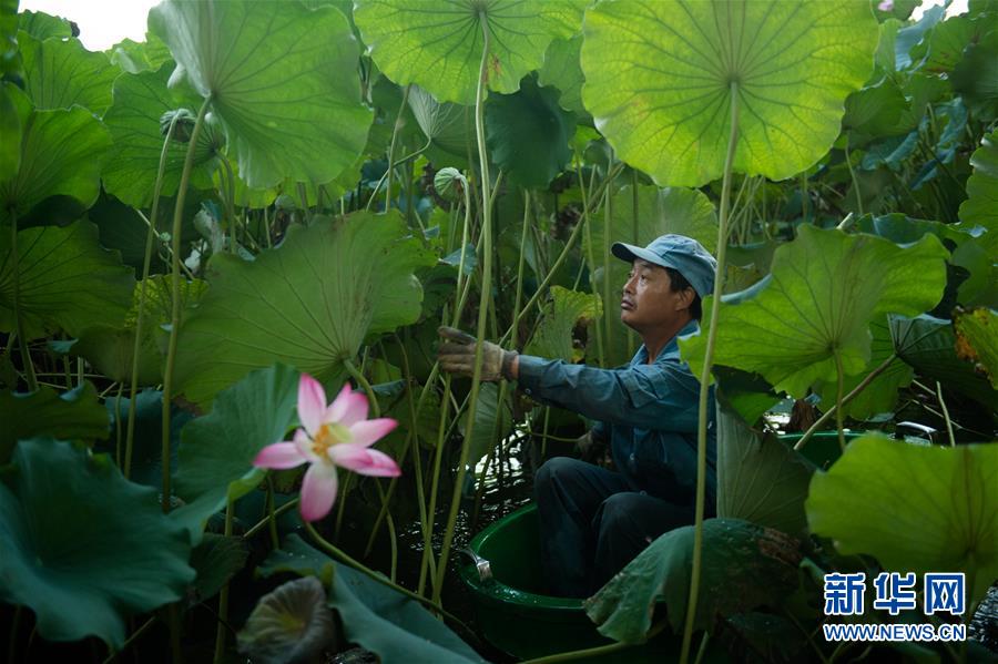 西湖：撷得荷香待秋凉