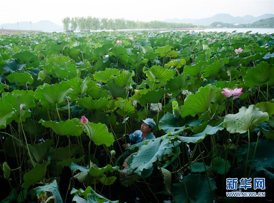 西湖：撷得荷香待秋凉