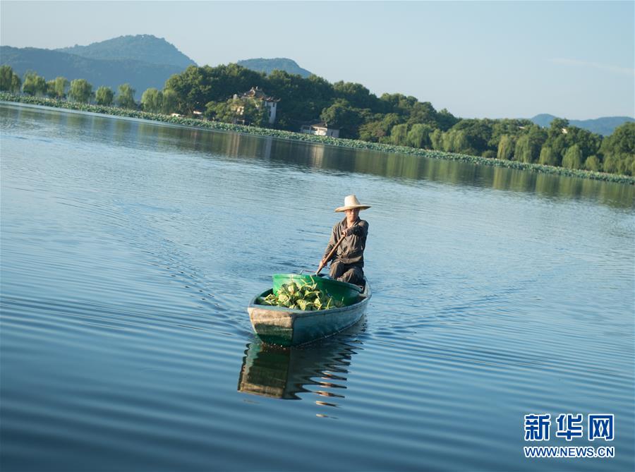 西湖：撷得荷香待秋凉