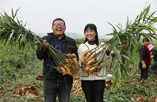 平顶山市鲁山县：“80后”小夫妻返乡创业打“姜山”