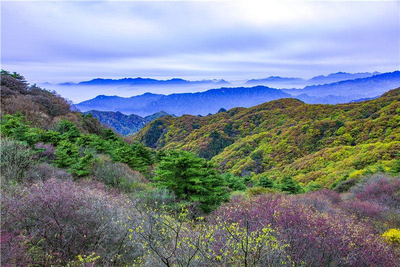 （有修改）【图片稿件】河南鲁山：红叶观赏正当时