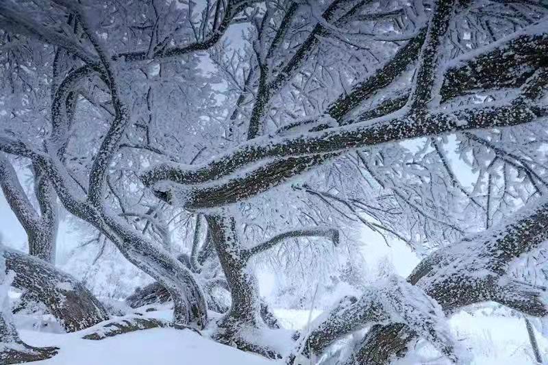 吉林安图老岭雪乡起欢声