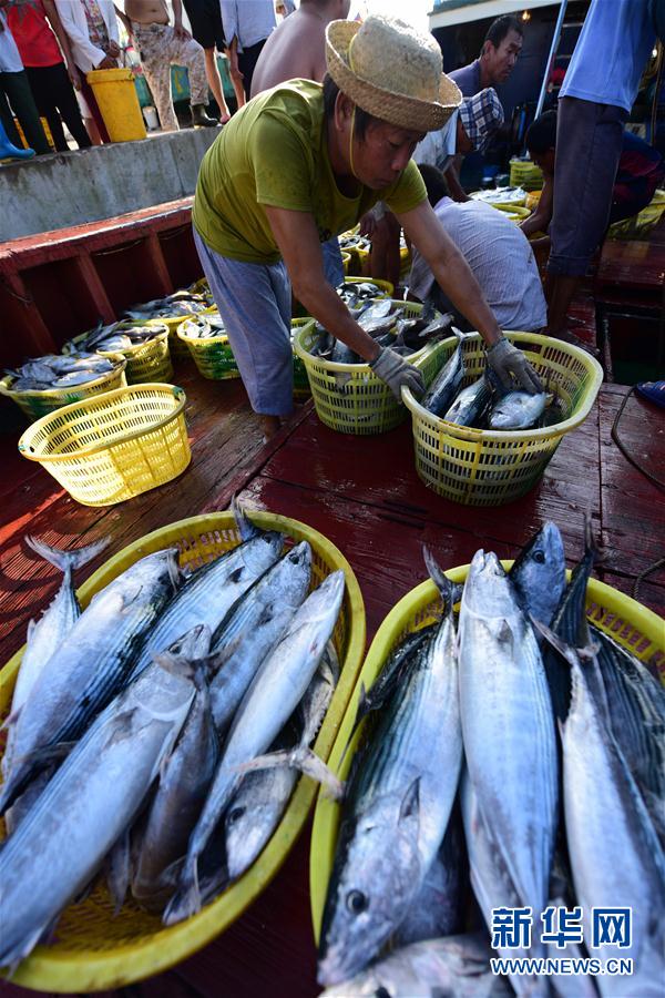 琼海：捕鱼归来