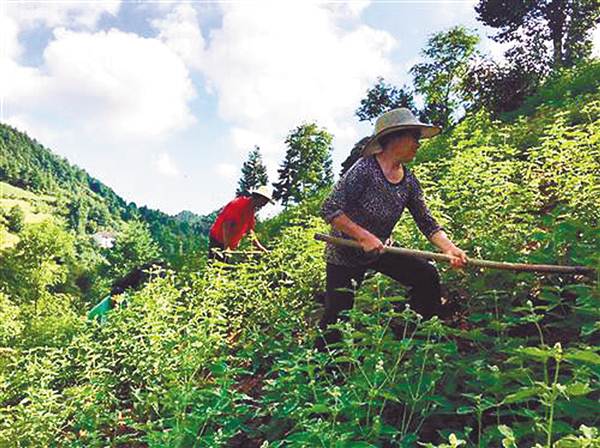 【区县联动】【巫山】巫山 靠技术扶贫 “门外汉”变“种植达人”