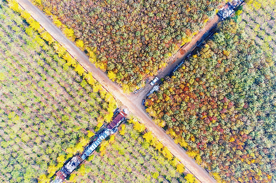 大连：我想把秋的味道送给你