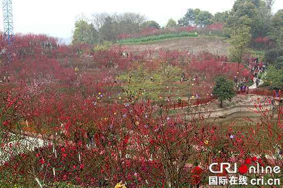 【CRI专稿 列表】千亩桃林闹春 重庆春季花卉展暨走马古镇观花节开幕