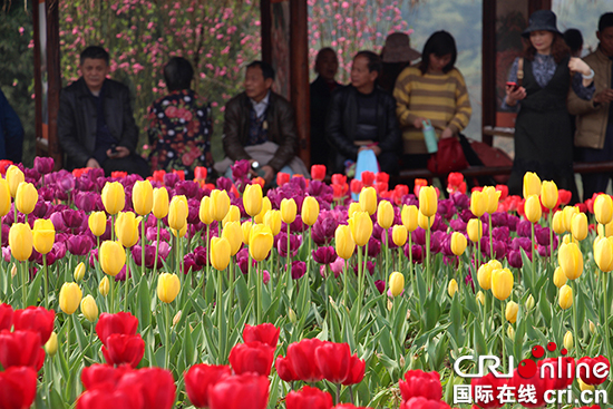 【CRI专稿 列表】千亩桃林闹春 重庆春季花卉展暨走马古镇观花节开幕