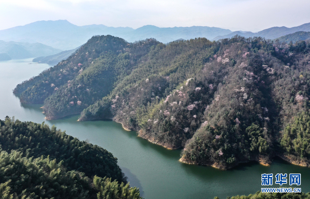 安徽航拍：樱花开遍大别山