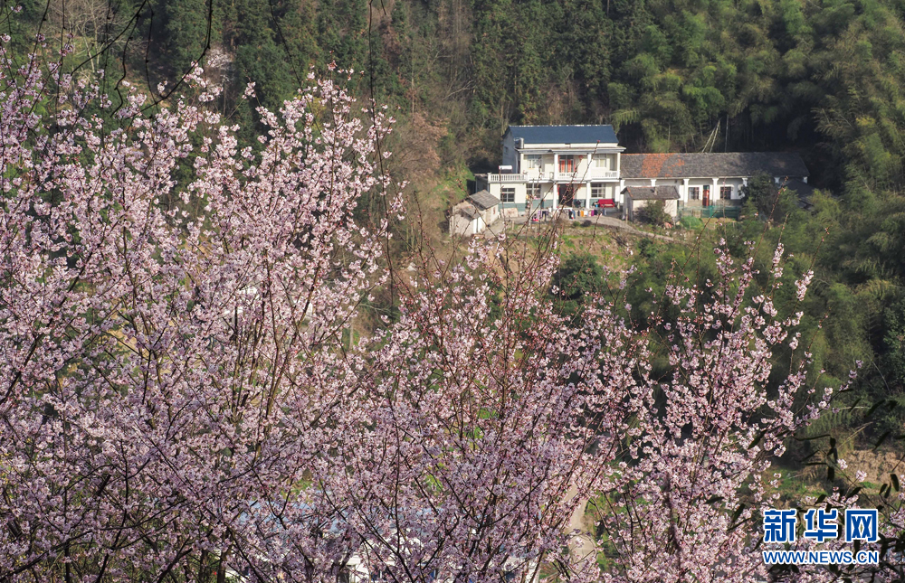 安徽航拍：樱花开遍大别山