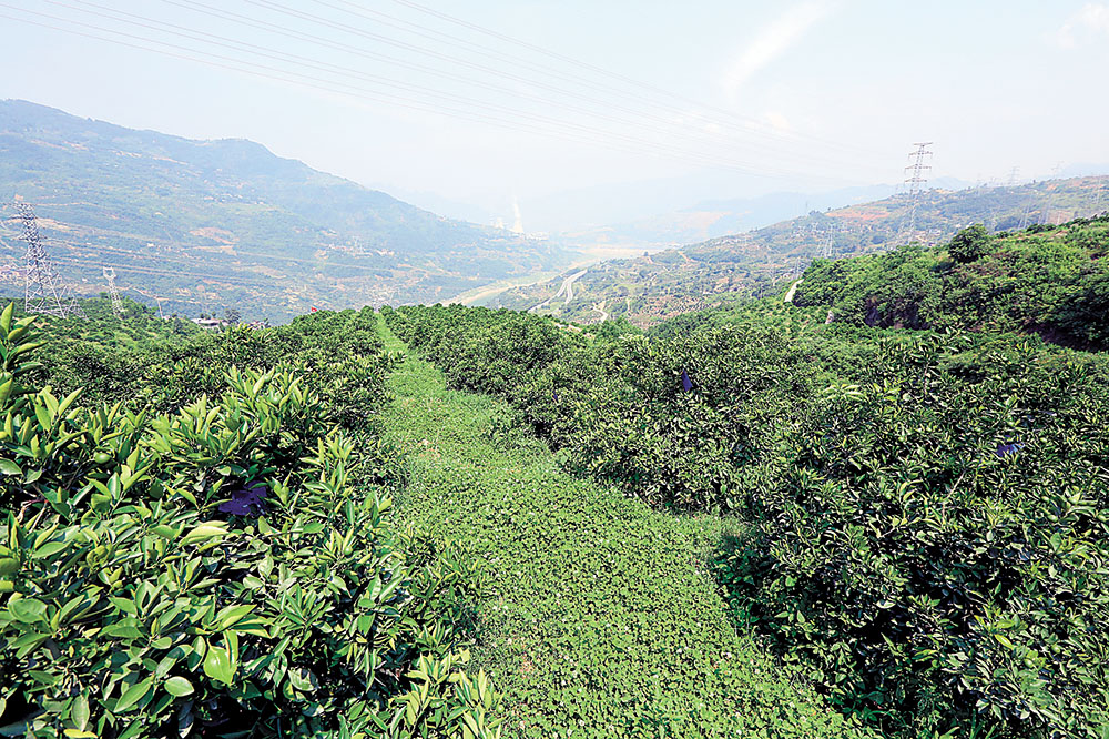 【焦点图】奉节立体林业绿了山川富了百姓