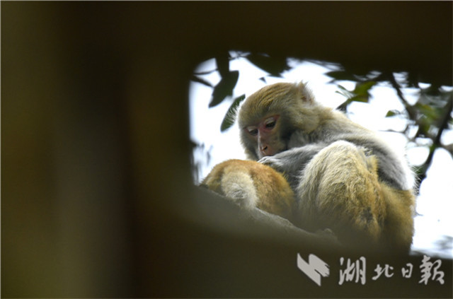 恩施野生猕猴的“慢生活”