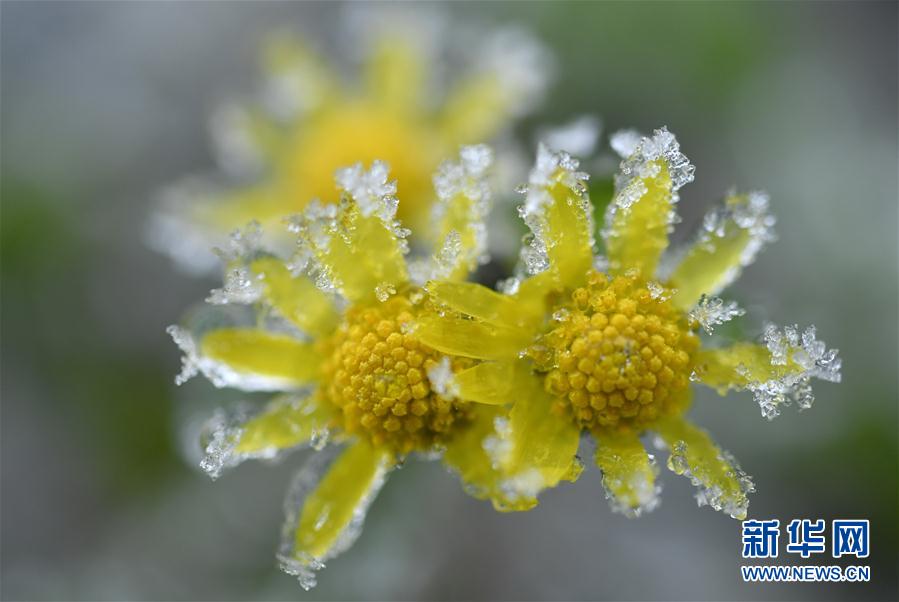 微观冰雪入画来