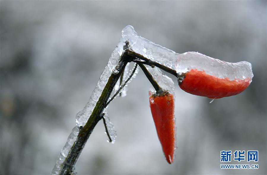 微观冰雪入画来