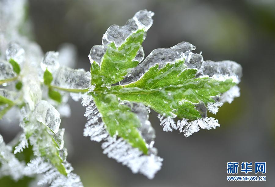 微观冰雪入画来