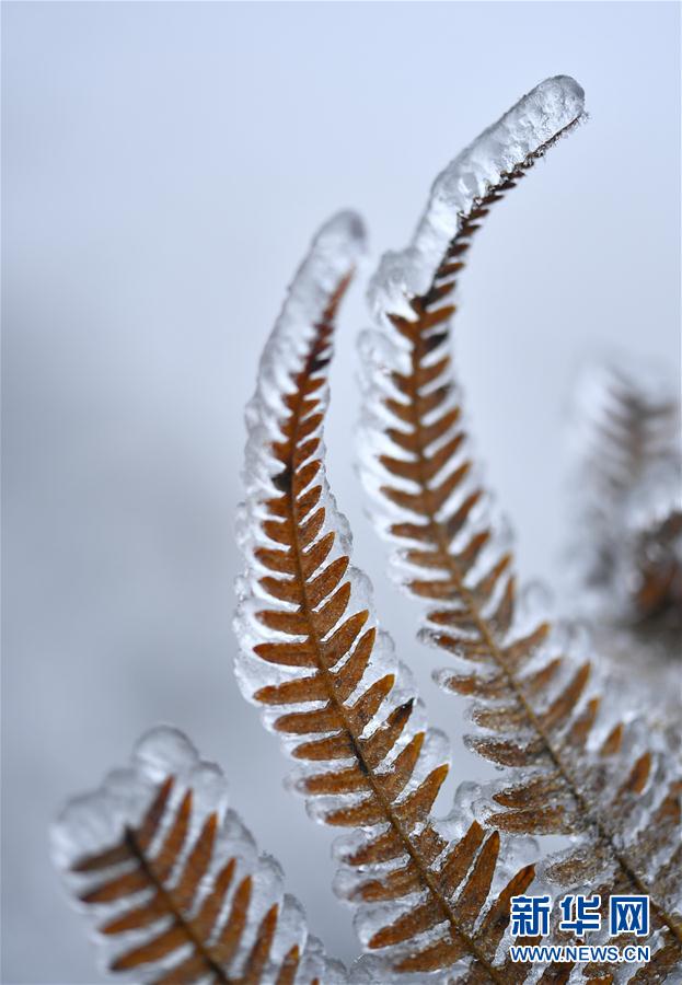 微观冰雪入画来