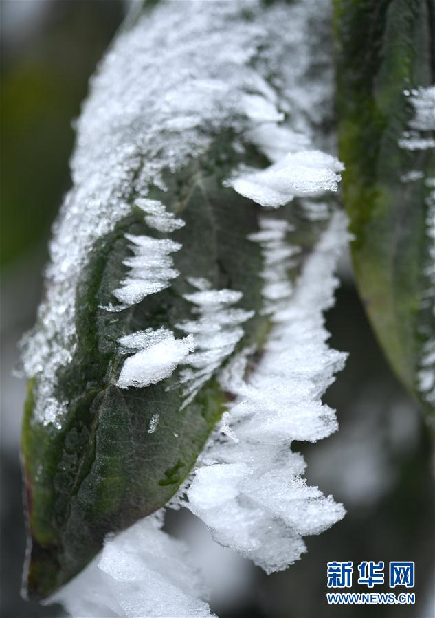 微观冰雪入画来