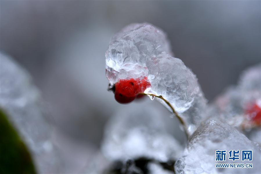 微观冰雪入画来