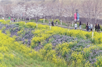 【旅游资讯-图片】荥阳古柏渡黄河樱花节启幕