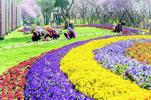 江城街头春花烂漫