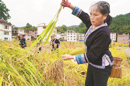 香糯丰收 村民乐