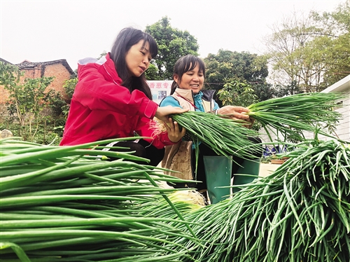 香葱地里出财富　乡村旅游添动能