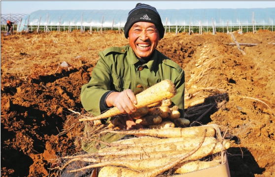 桦川新胜村的山药丰收了