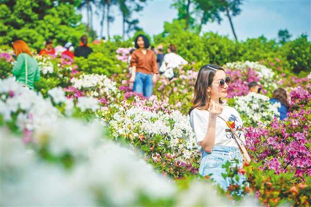 重庆南岸区：花儿越开越艳 日子越过越甜