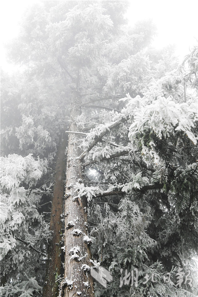 湖北来凤：雪后冰凌 如银花怒放