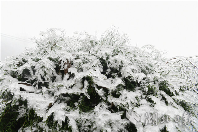 湖北来凤：雪后冰凌 如银花怒放