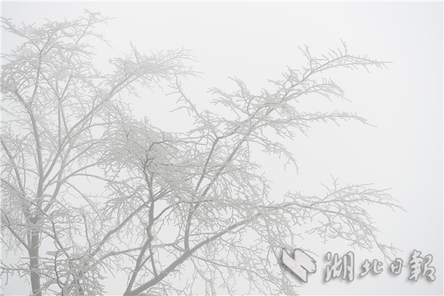 湖北来凤：雪后冰凌 如银花怒放