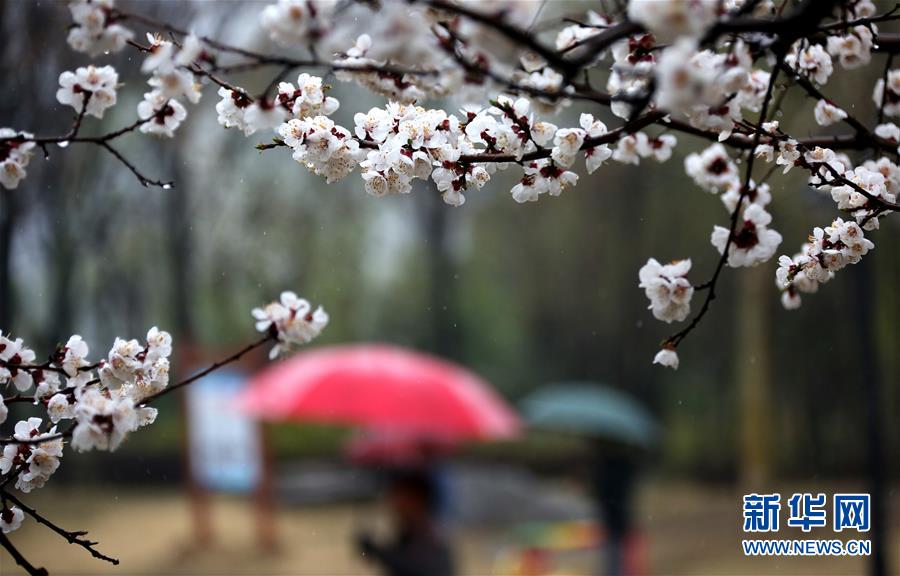 山东：春雨润花