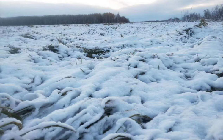 B【黑龙江】雪灾当前显真情：建三江农商银行助力农户度过雨雪灾害