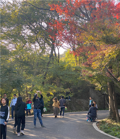 （B 文旅列表 三吴大地南京 移动版）南京栖霞山即将迎来漫山红叶 国风元素致敬传统文化