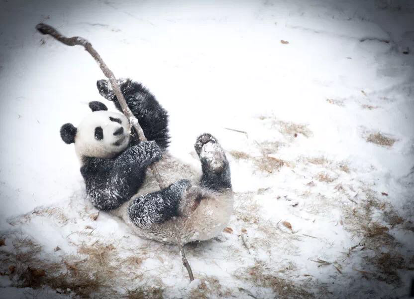 3000余万元打造冰雪大世界 2018-2019中国沈阳国际冰雪节“有看头”