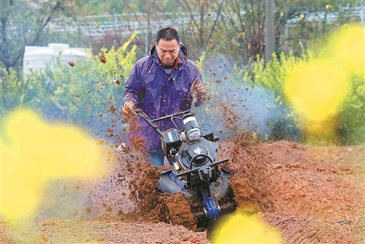 广西春种旱地作物600余万亩