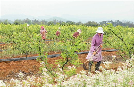 柳州融安县新桂生态现代示范区一派繁忙