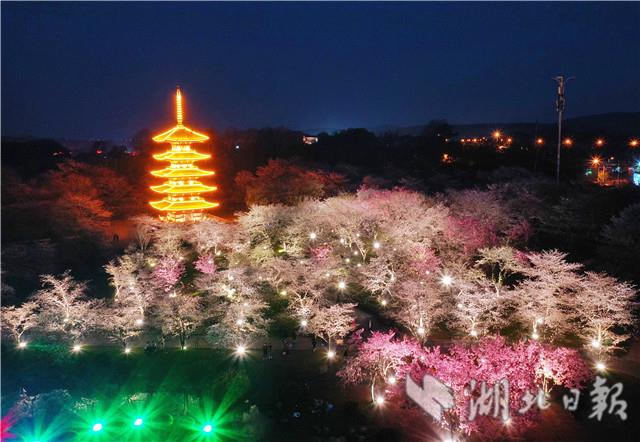 太美了！东湖夜樱如梦似幻