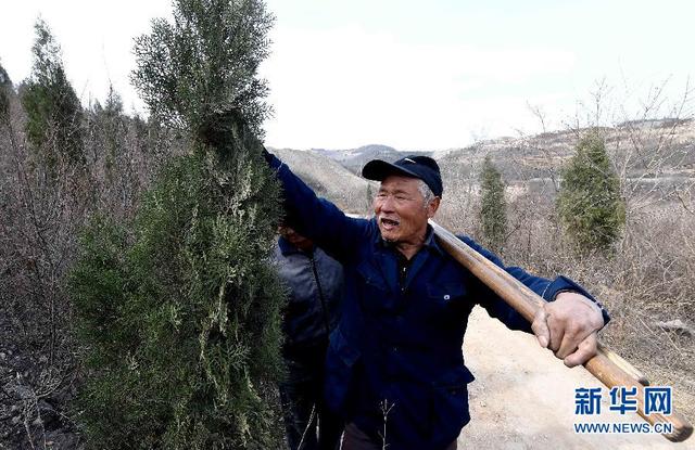 河南盲人老汉十余年植树荒山