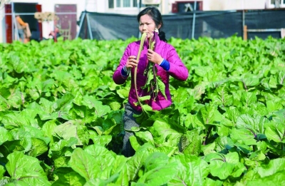 原产地洪山菜薹首次“牵手”小程序