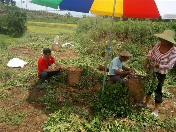 【区县联动】【梁平】梁平:安胜镇引种黑花生助农增收