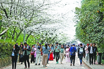 武汉大学赏樱限流首日游人如织 没预约上的游客可错峰赏花