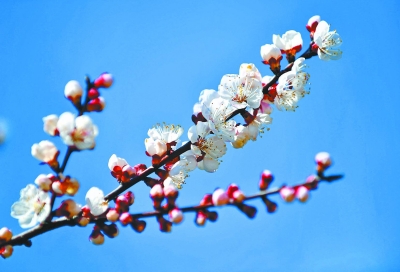 百花红紫万千株 争艳武汉新花城