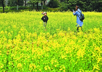 百花红紫万千株 争艳武汉新花城