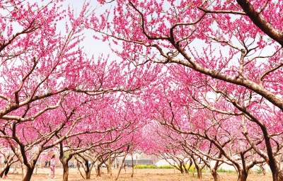 【旅游资讯-图片（页面标题：周口西华：万亩桃花灼灼开）】周口西华：万亩桃花灼灼开 含苞满枝待君来