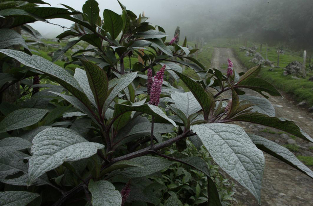 哥斯达黎加图里亚尔瓦火山喷发 火山灰喷至千米高空