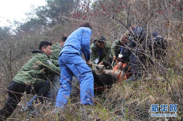 四川卧龙发现生病野生大熊猫 目前已被隔离救治