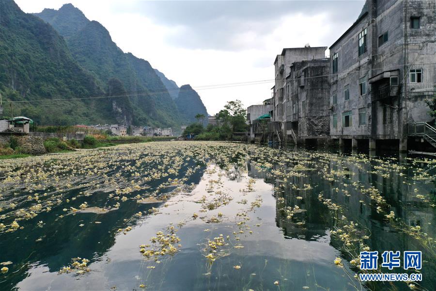 广西都安：深秋时节花满河